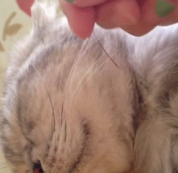 猫咪的胡须是一种特殊的感觉器官!关于猫咪“胡子”的5个小秘密 猫咪的胡须是一种特殊的感觉器官!关于猫咪“胡子”的5个小秘密