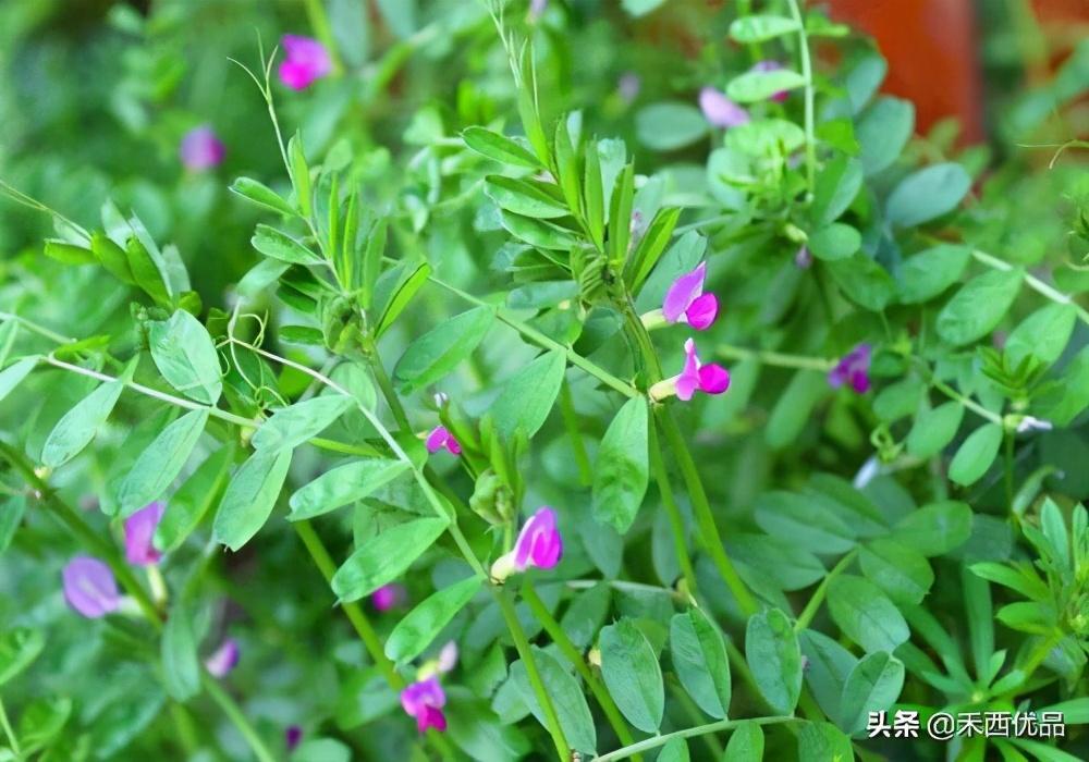苜蓿草可以当兔子的主粮吗?为什么苜蓿草算是零食草? 苜蓿草可以当兔子的主粮吗?为什么苜蓿草算是零食草?