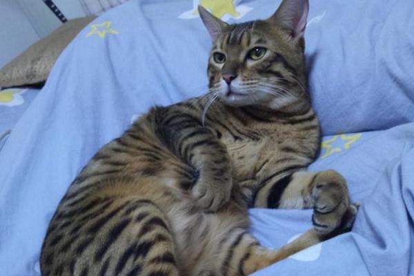 孟加拉豹猫该怎么喂养?想要养好孟加拉豹猫,饮食方面要注意! 孟加拉豹猫该怎么喂养?想要养好孟加拉豹猫,饮食方面要注意!