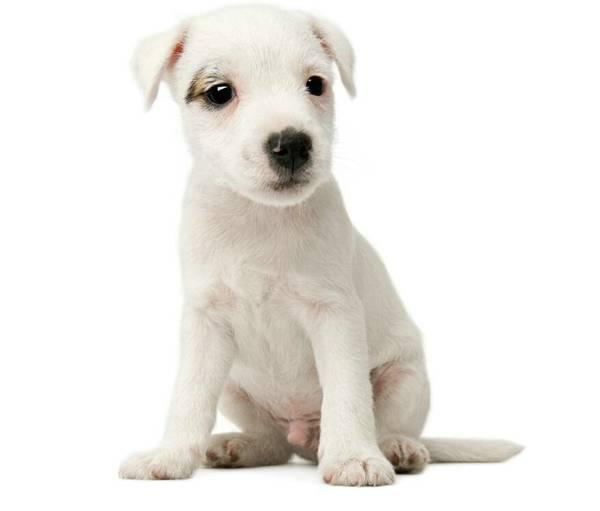 什么是犬冠状病毒?狗狗得了犬冠状病毒有什么症状?该如何治疗? 什么是犬冠状病毒?狗狗得了犬冠状病毒有什么症状?该如何治疗?