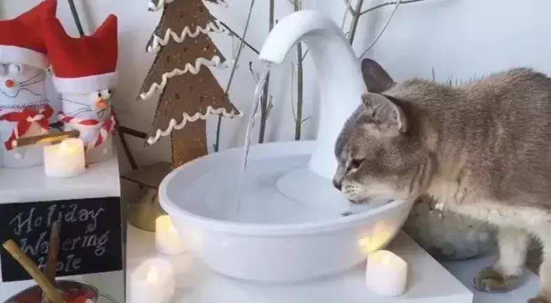 为什么猫咪这么爱喝脏水？怎样才能让猫咪喝干净的水？