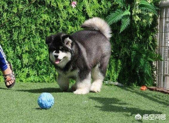 想要阿拉斯加犬听话该怎么训?以下几种训练阿拉斯加犬的方法可以试试 想要阿拉斯加犬听话该怎么训?以下几种训练阿拉斯加犬的方法可以试试