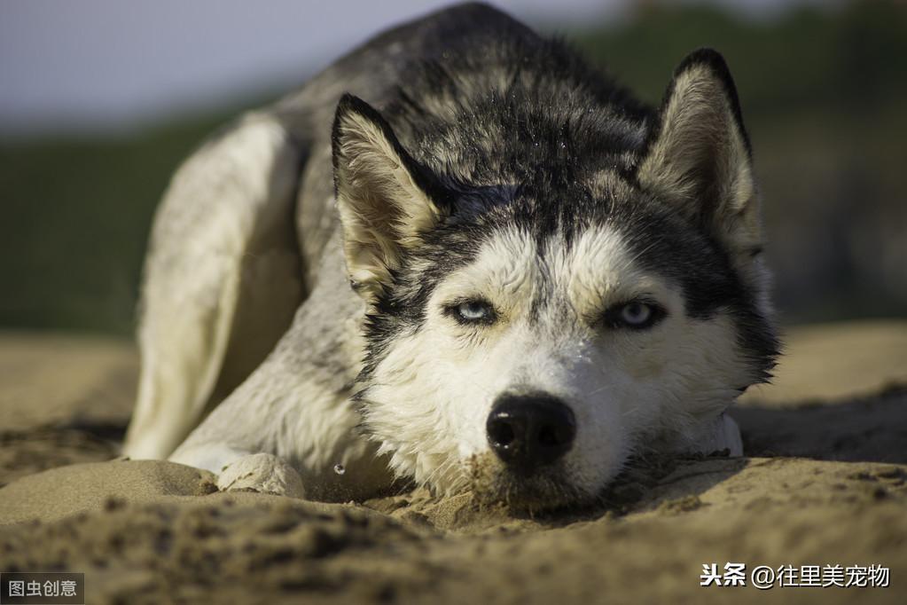 怎样才能养好哈士奇这种狗狗?饲养哈士奇的有关知识 怎样才能养好哈士奇这种狗狗?饲养哈士奇的有关知识