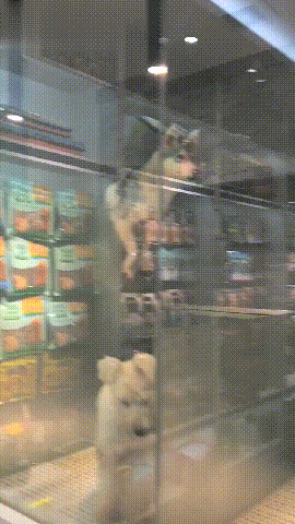 去宠物店买狗狗,都需要注意哪些事项? 去宠物店买狗狗,都需要注意哪些事项?