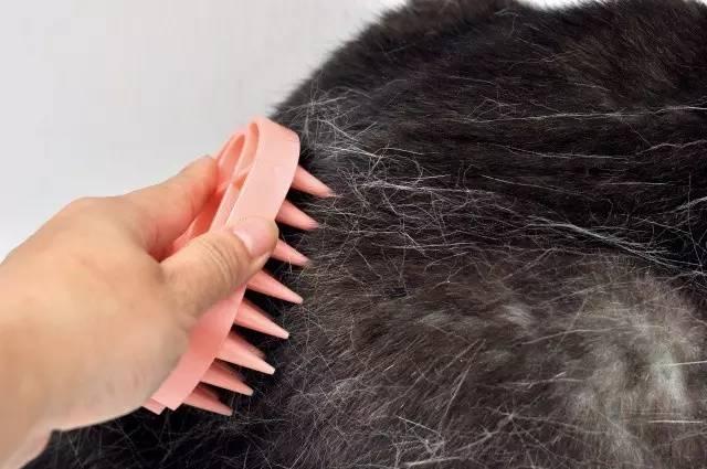 猫咪的梳子分为很多种，形状奇怪但都很好用，你家猫主子用哪一款呢？