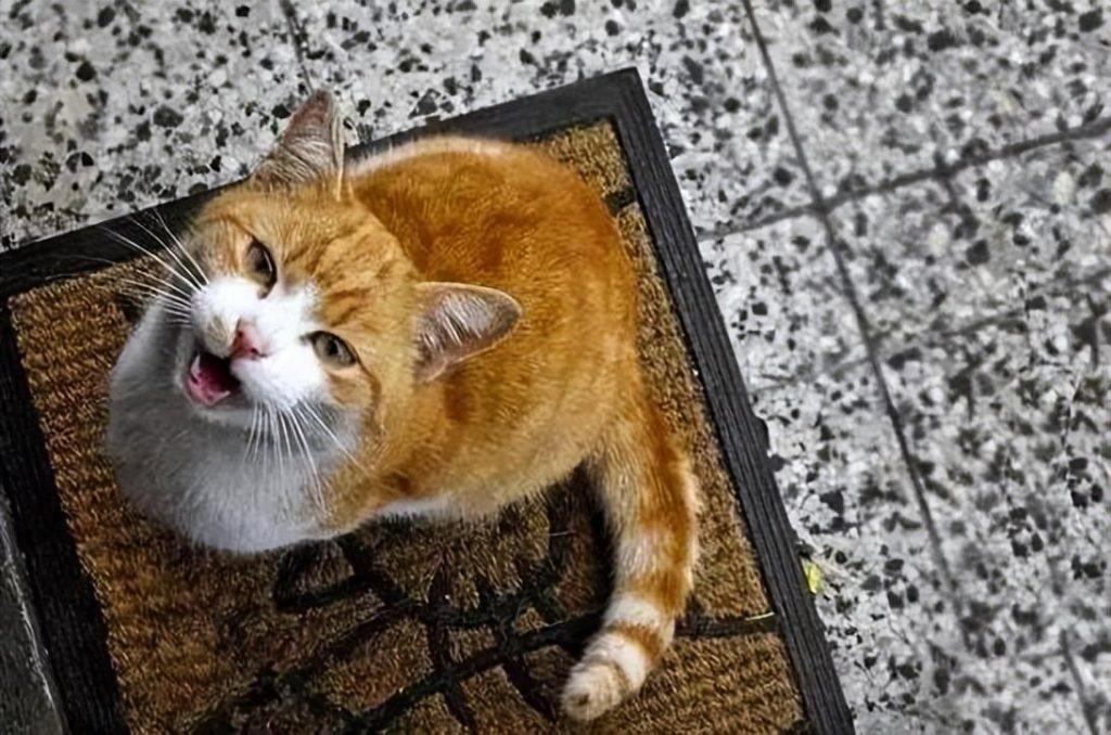 猫咪为什么会学鸟叫?关于猫学鸟叫的原因有更深层次的“阴谋” 猫咪为什么会学鸟叫?关于猫学鸟叫的原因有更深层次的“阴谋”