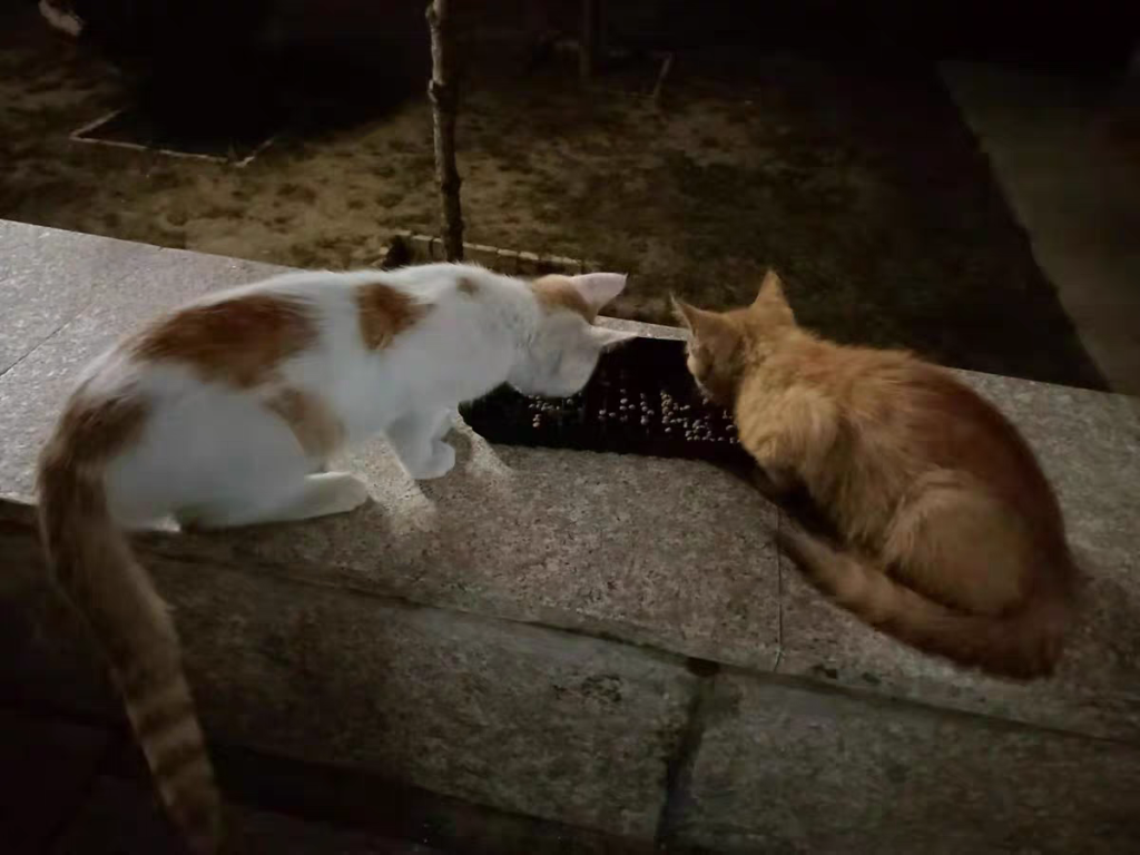 给猫主子打造柔顺“秀发”!推荐4款天然粮,对猫咪毛发有影响 给猫主子打造柔顺“秀发”!推荐4款天然粮,对猫咪毛发有影响
