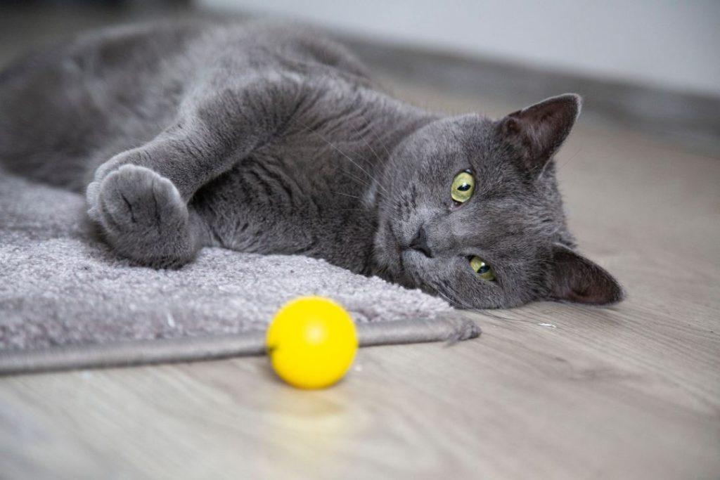 猫咪最感兴趣的玩具统统都是活动的,那么为什么会这样? 猫咪最感兴趣的玩具统统都是活动的,那么为什么会这样?