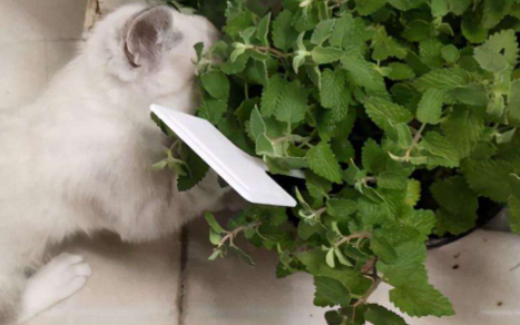 猫薄荷是什么植物？干的猫薄荷可以给猫吃吗？