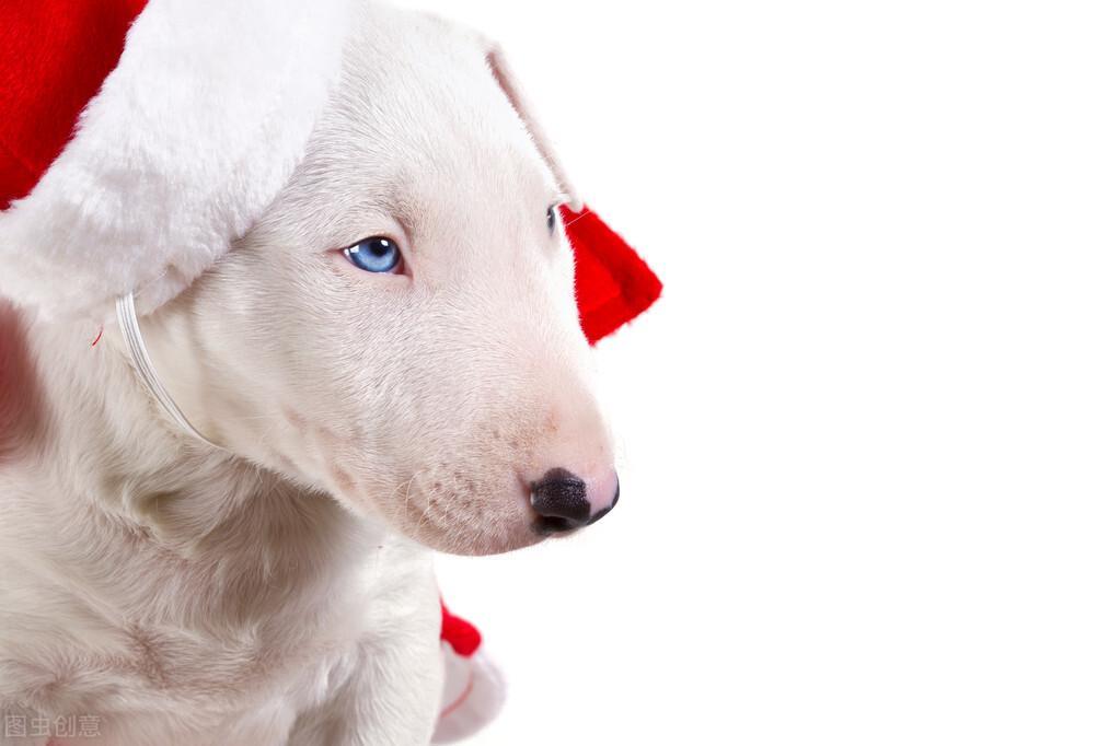 狗狗的鼻子到底有几种颜色？狗狗的鼻子正常是什么颜色的？