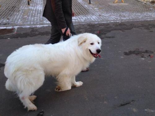 你会饲养大白熊犬吗?为什么大白熊犬身上优点那么多却被禁养了? 你会饲养大白熊犬吗?为什么大白熊犬身上优点那么多却被禁养了?