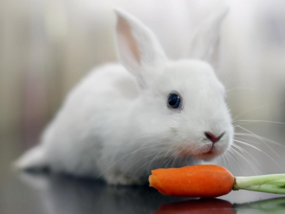 兔子只吃青菜是谣言？盘点宠物兔的可食与禁食食物