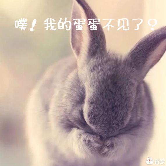 兔兔讨厌被人抚摸或拥抱怎么办？兔兔讨厌被人抚摸或拥抱的原因及解决方法