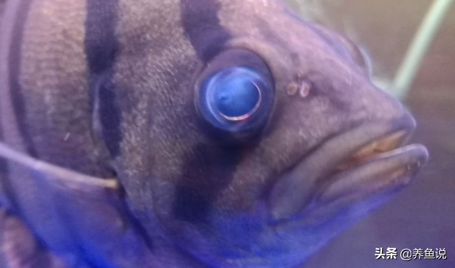 蒙眼是一种大型鱼类的通病！分析一下，鱼类蒙眼的各种原因
