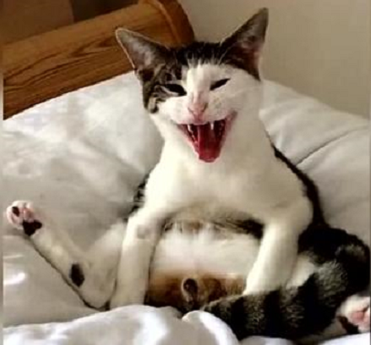 猫咪做绝育后还要注意术后观察?如何照顾绝育后的猫咪? 猫咪做绝育后还要注意术后观察?如何照顾绝育后的猫咪?
