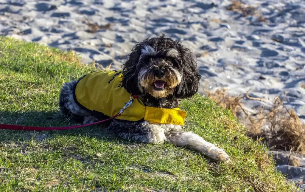 盘点8种为人类服务的狗狗：服务犬执行的任务和它们帮助的人一样多种多样！