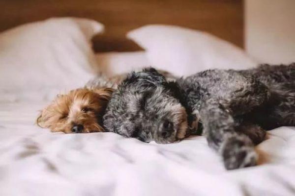 为什们狗狗总爱睡在主人身边？狗狗总爱睡在主人身边的5个原因