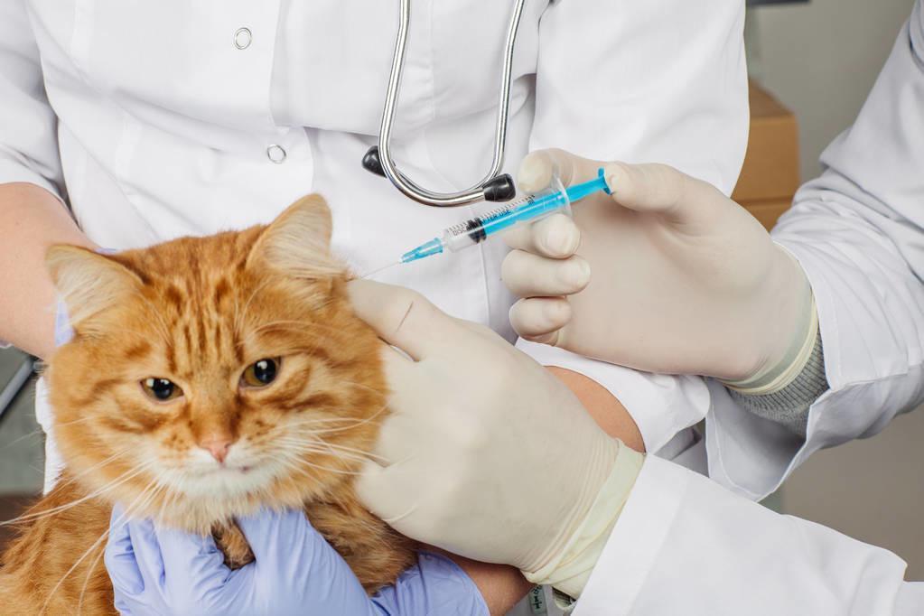 猫咪到底要不要每年都打疫苗？每年给猫咪打疫苗，其实是在害猫？