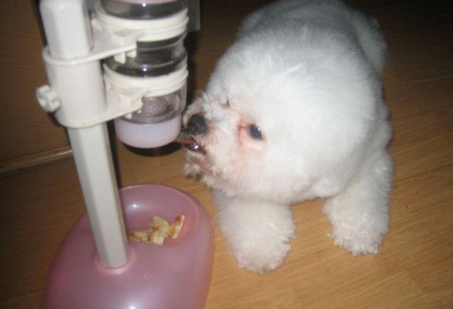 比熊犬泪痕严重怎么办?有哪些食物对缓解狗狗泪痕有作用? 比熊犬泪痕严重怎么办?有哪些食物对缓解狗狗泪痕有作用?