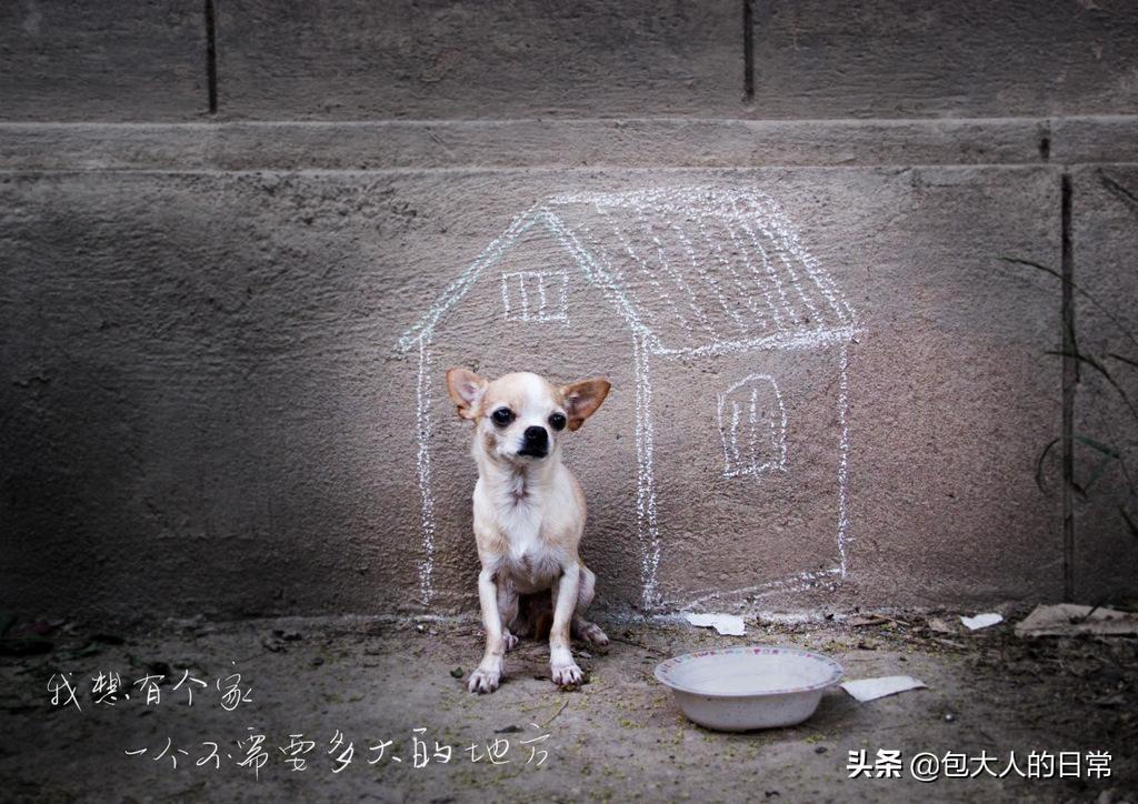 流浪宠物数量增多,是遗弃的还是走丢的?走丢了你会找吗? 流浪宠物数量增多,是遗弃的还是走丢的?走丢了你会找吗?