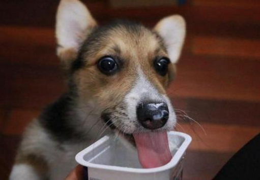 狗狗有泪痕可以吃什么解决？推荐6种可以帮狗狗祛泪痕的食物