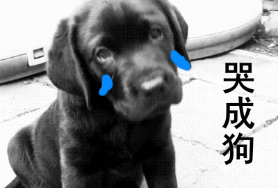 狗狗哭泣就意味着有不好的事情发生吗?狗狗哭泣的原因 狗狗哭泣就意味着有不好的事情发生吗?狗狗哭泣的原因