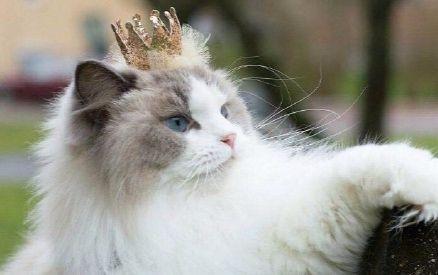 猫咪做绝育后还要注意术后观察?如何照顾绝育后的猫咪? 猫咪做绝育后还要注意术后观察?如何照顾绝育后的猫咪?