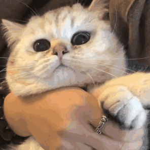 猫咪的胡须是一种特殊的感觉器官!关于猫咪“胡子”的5个小秘密 猫咪的胡须是一种特殊的感觉器官!关于猫咪“胡子”的5个小秘密