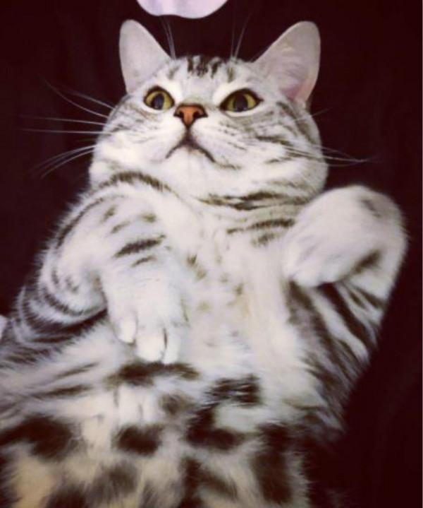 猫猫耳螨到底是怎么染上的?如何治疗猫咪的耳螨? 猫猫耳螨到底是怎么染上的?如何治疗猫咪的耳螨?