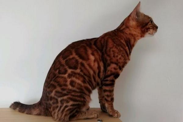 孟加拉豹猫该怎么喂养?想要养好孟加拉豹猫,饮食方面要注意! 孟加拉豹猫该怎么喂养?想要养好孟加拉豹猫,饮食方面要注意!