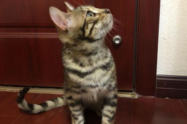 孟加拉豹猫该怎么喂养?想要养好孟加拉豹猫,饮食方面要注意! 孟加拉豹猫该怎么喂养?想要养好孟加拉豹猫,饮食方面要注意!