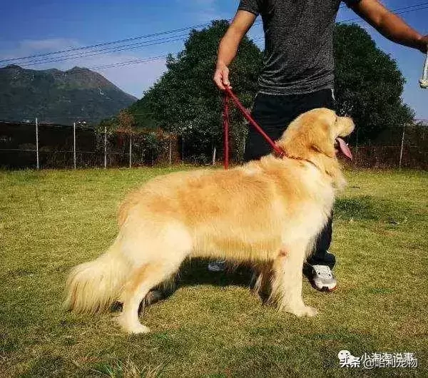 怎样驯养金毛犬?驯养金毛犬的一些小知识 怎样驯养金毛犬?驯养金毛犬的一些小知识
