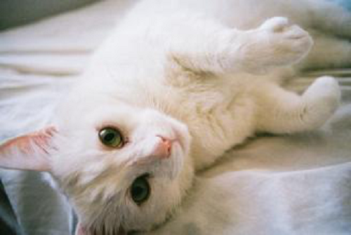 猫咪做绝育后还要注意术后观察?如何照顾绝育后的猫咪? 猫咪做绝育后还要注意术后观察?如何照顾绝育后的猫咪?