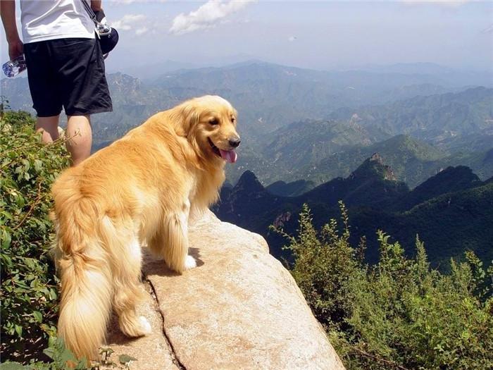 能不能带狗狗去旅游？如果出门的话，这6件东西可千万不要忘记哦！