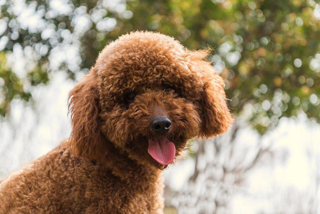 泰迪犬为什么会站着走路?泰迪犬站着走路有什么危害吗? 泰迪犬为什么会站着走路?泰迪犬站着走路有什么危害吗?