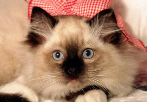 猫咪做绝育后还要注意术后观察?如何照顾绝育后的猫咪? 猫咪做绝育后还要注意术后观察?如何照顾绝育后的猫咪?