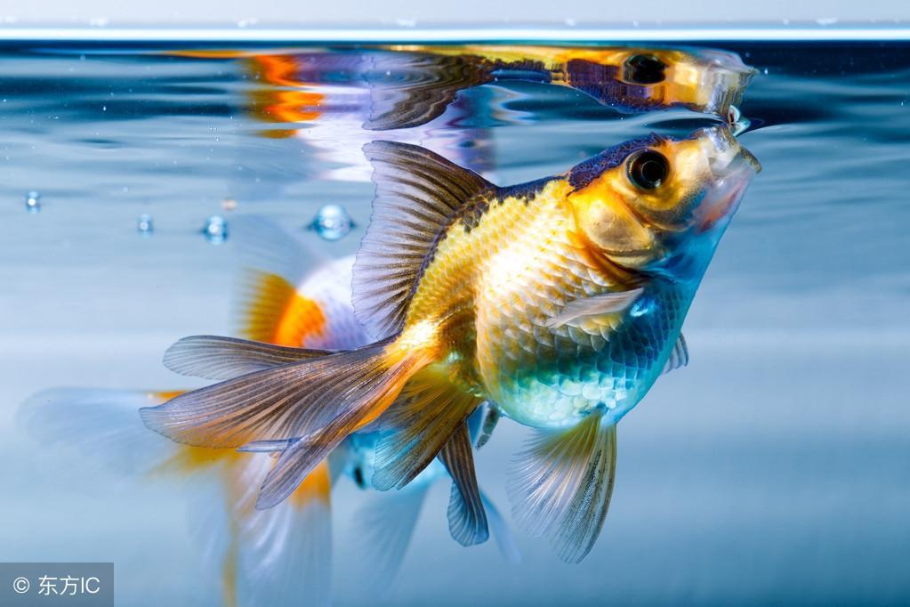 关于观赏鱼过温、过水操作程序的注意事项！（鱼过温过水多长时间）