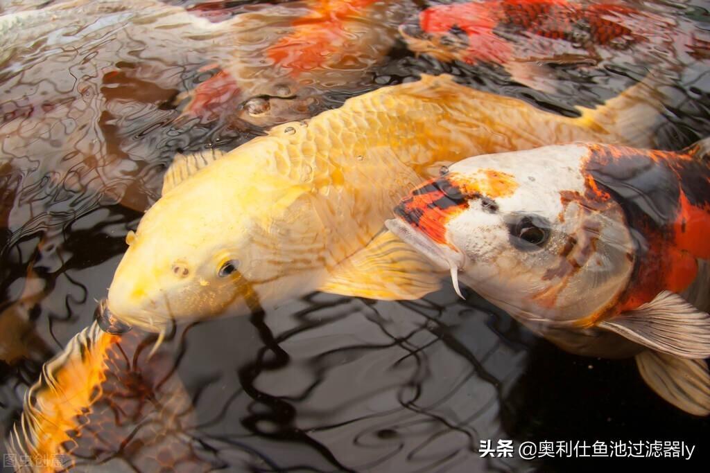 锦鲤罹患烂鳃病有什么症状?锦鲤烂鳃病的分类及防治方法 锦鲤罹患烂鳃病有什么症状?锦鲤烂鳃病的分类及防治方法