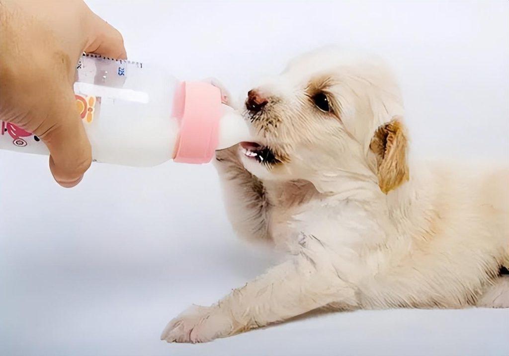 如何科学地喂养2个月大的幼犬？幼犬的正确喂养方法