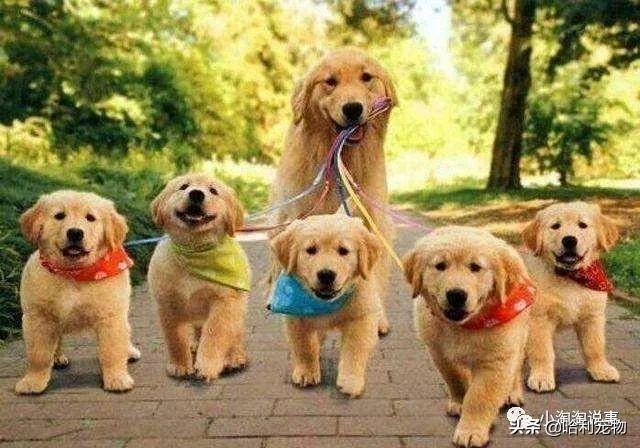 怎样驯养金毛犬?驯养金毛犬的一些小知识 怎样驯养金毛犬?驯养金毛犬的一些小知识