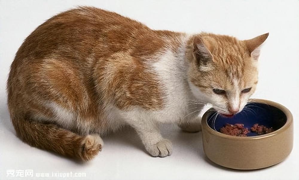 2个多月的小猫该怎么喂养？幼猫喂养指南
