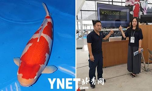 日本一条红白锦鲤以2.03亿日元的高价成交，成有史以来最贵的活鱼！
