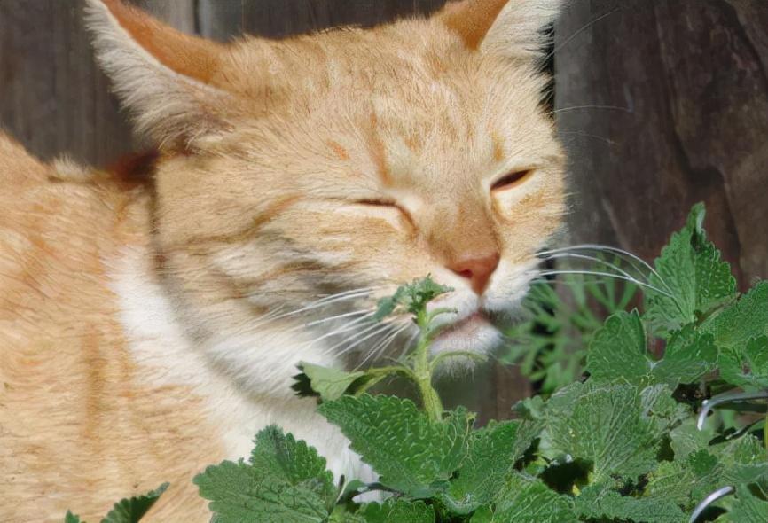 猫薄荷是什么植物？干的猫薄荷可以给猫吃吗？