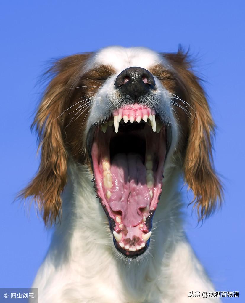 狗狗为什么喜欢吃骨头？狗狗可以吃骨头，但不是什么骨头都适合喂食