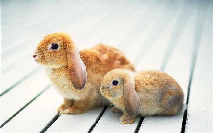满月前的兔子该怎么喂养？满月前的兔子喂养指南