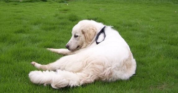 你会饲养大白熊犬吗?为什么大白熊犬身上优点那么多却被禁养了? 你会饲养大白熊犬吗?为什么大白熊犬身上优点那么多却被禁养了?