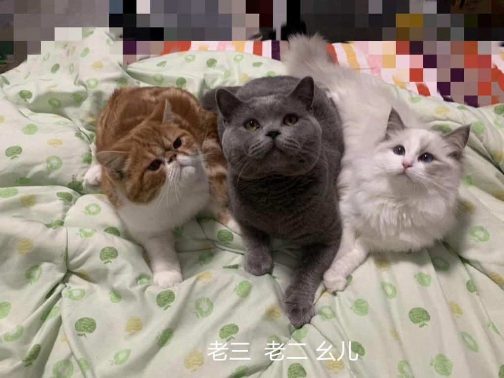 个人经验 | 2-3个月小奶猫该如何喂养? 个人经验 | 2-3个月小奶猫该如何喂养?