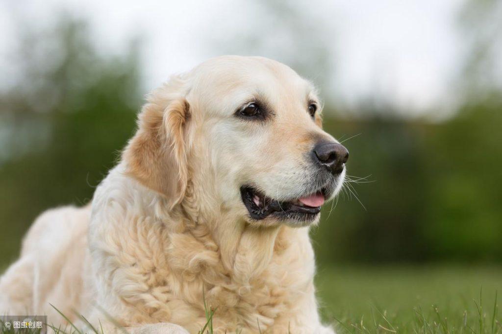 为什么大型犬后腿突然站不起来？狗狗站不起来的原因与应对策略