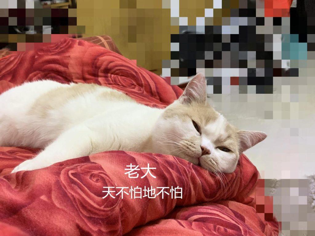 个人经验 | 2-3个月小奶猫该如何喂养? 个人经验 | 2-3个月小奶猫该如何喂养?