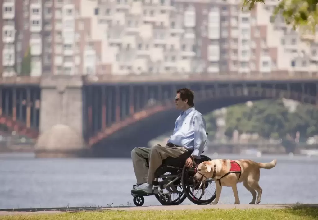 盘点8种为人类服务的狗狗：服务犬执行的任务和它们帮助的人一样多种多样！